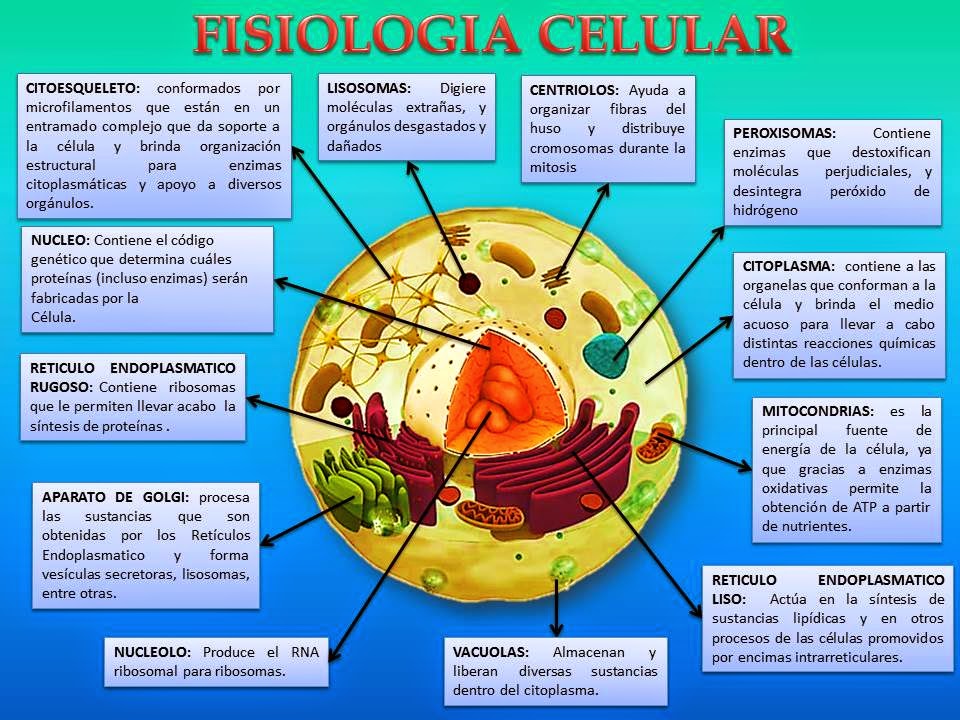 Partida Fisiologia Humana Basica Fisiolog A Celular